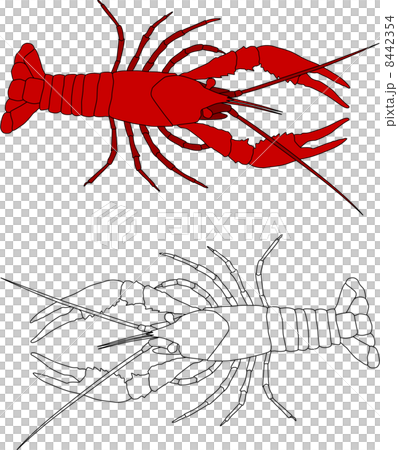 American crayfish - Stock Illustration [8442354] - PIXTA