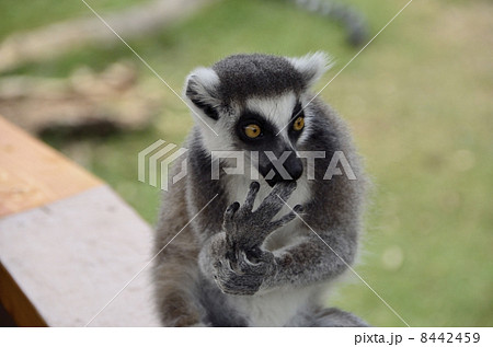 ワオキツネザル(日本モンキーパーク@愛知県) ワオキツネザル(日本モンキーパーク@愛知県) 8442459