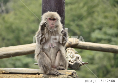 ヤクニホンザル(日本モンキーパーク@愛知県) ヤクニホンザル(日本モンキーパーク@愛知県) 8442460