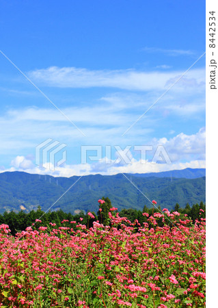 高嶺ルビーの花と伊那谷 高嶺ルビーの花と伊那谷 8442534