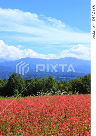 高嶺ルビーの花と伊那谷 高嶺ルビーの花と伊那谷 8442536