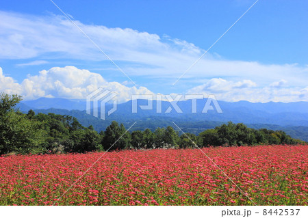 高嶺ルビーの花と伊那谷 高嶺ルビーの花と伊那谷 8442537