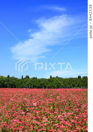 高嶺ルビーの花と伊那谷 高嶺ルビーの花と伊那谷 8442538
