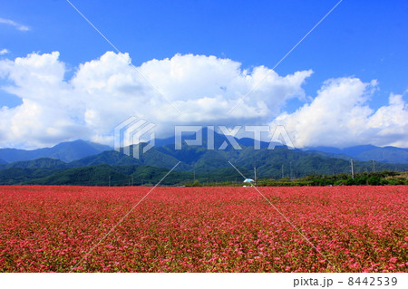 高嶺ルビーの花と伊那谷 高嶺ルビーの花と伊那谷 8442539