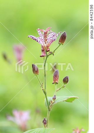 向島百花園の淡い紅色のタイワンホトトギスの花と蕾 向島百花園の淡い紅色のタイワンホトトギスの花と蕾 8442596