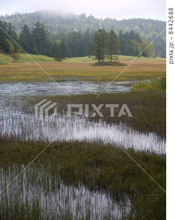 三本カラマツ 8442688