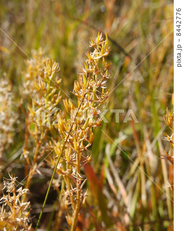 キンコウカ キンコウカ 8442776