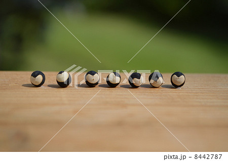 ふうせんかずらの種並ぶ 8442787