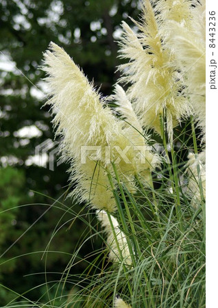 パンパスグラス パンパスグラス 8443236