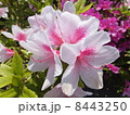 ツツジ 8443250