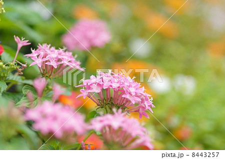 ペンタス ペンタス 8443257