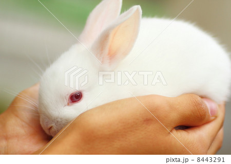 生後3ヶ月の仔うさぎの写真素材