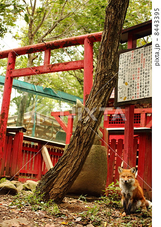 鳥居とキツネ 8443395