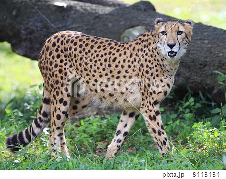 チーター 8443434