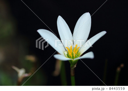 たますだれ 8443559