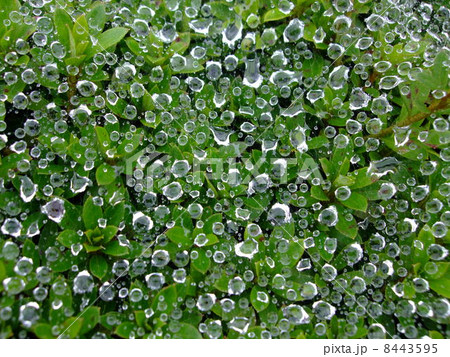雨上がり 水滴 蜘蛛の糸 雨上がり 水滴 蜘蛛の糸 8443595