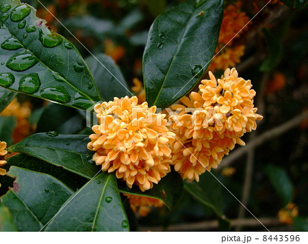 金木犀  金木犀  8443596