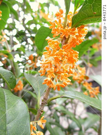 秋の花 オレンジ色のかわいい小花のキンモクセイの写真素材 8443771 Pixta