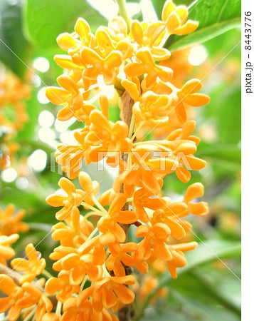 秋の花 オレンジ色のかわいい小花のキンモクセイの写真素材