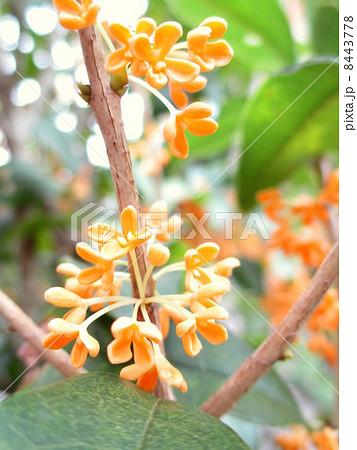 秋の花 オレンジ色のかわいい小花のキンモクセイの写真素材