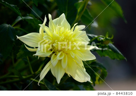 ダリアの花のクローズアップ 8443810