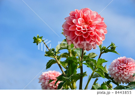 ダリアの花のクローズアップと青空のバック ダリアの花のクローズアップと青空のバック 8443855