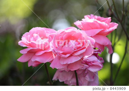 薔薇 薔薇 8443909