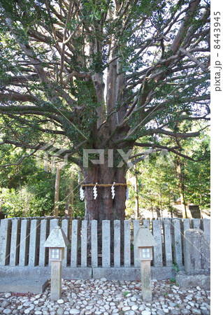 梛の大樹 8443945