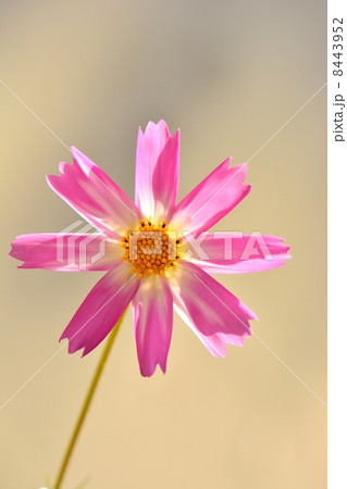 コスモスの花弁と水滴のクローズアップ 8443952