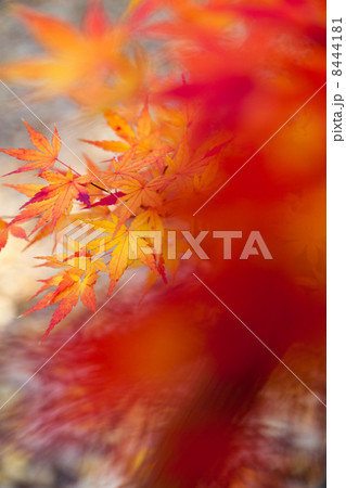 紅葉 紅葉 8444181
