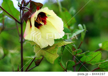 ワタの花 8444397