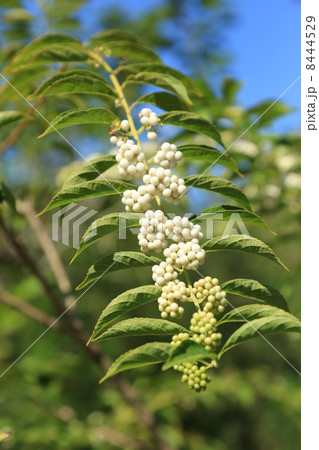 向島百花園の白色の果実・白式部 8444529