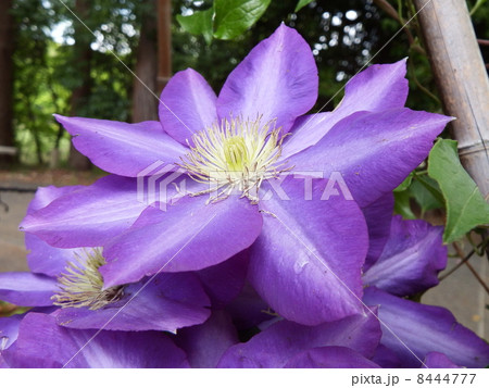 クレマチス 8444777