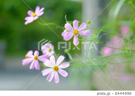 秋桜 秋桜 8444996