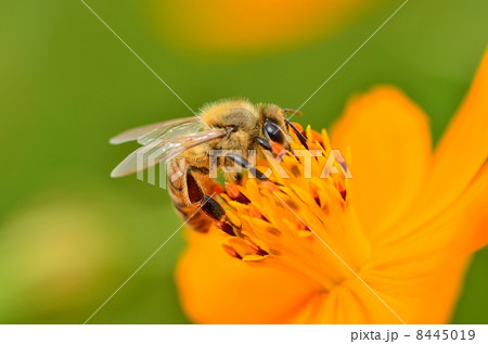 ミツバチ ミツバチ 8445019