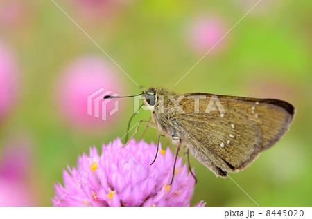 セセリチョウ 8445020