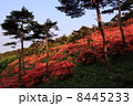 ツツジ 8445233
