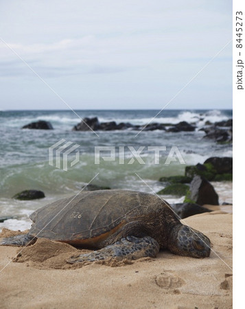 ハワイのウミガメ 8445273
