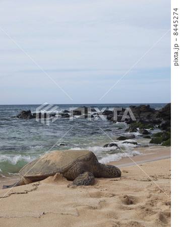 ハワイのウミガメ 8445274