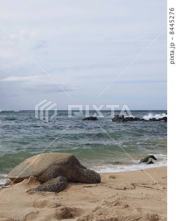 ハワイのウミガメ ハワイのウミガメ 8445276