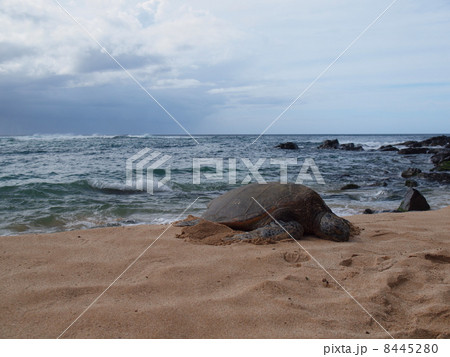 ハワイのウミガメ 8445280
