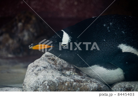 ジェンツーペンギン 8445403