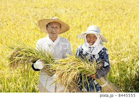 稲刈り 8445555