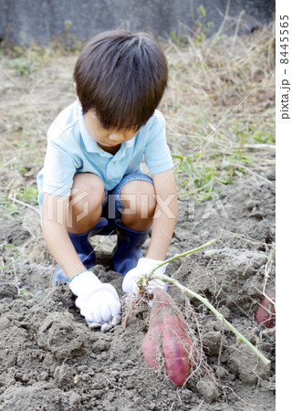 芋掘りをする男の子 芋掘りをする男の子 8445565