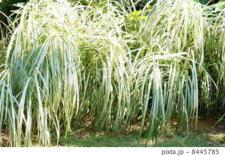 ハチジョウススキ（斑入り）の葉：八丈薄 8445785