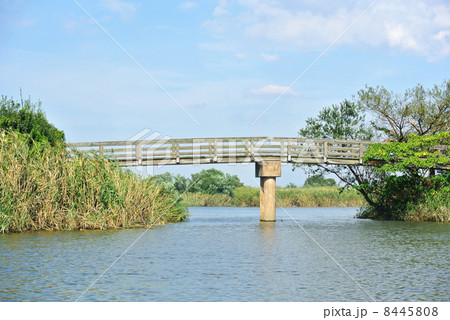 西の湖の太鼓橋 西の湖の太鼓橋 8445808