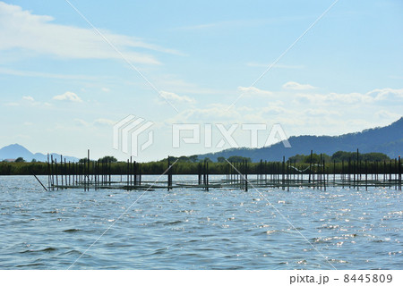 淡水パールの養殖 8445809