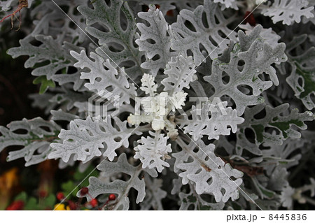 花壇の白妙菊 8445836