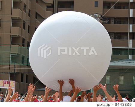 運動会の大玉転がし競技 運動会の大玉転がし競技 8445839