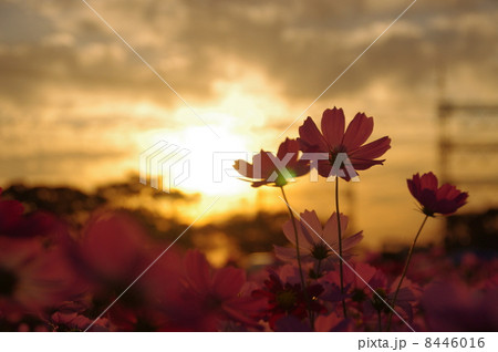 コスモス 8446016